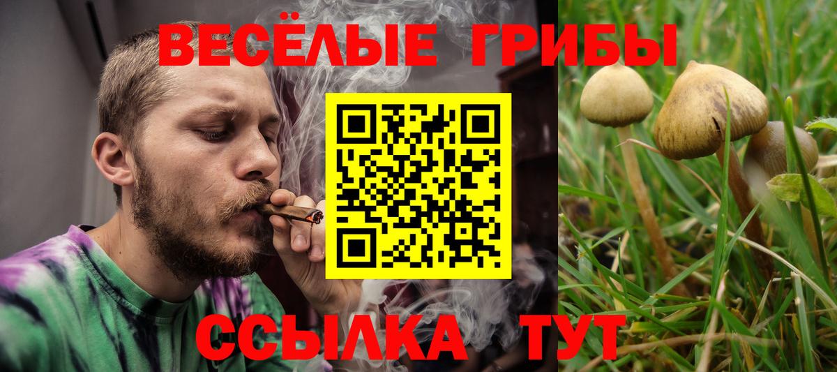 Галлюциногенные грибы Psilocybe Донской